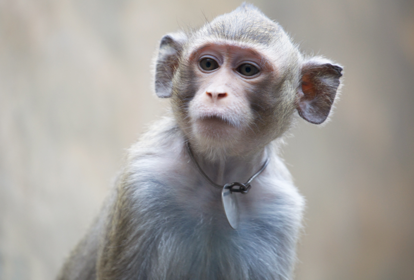 Chinese scientists tackle evolution question, add genes of human brain to monkeys