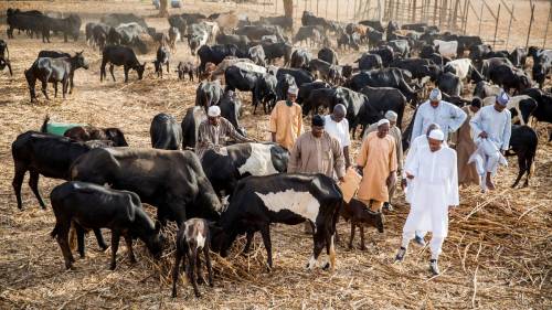 Southern leaders warn Buhari against forcing Ruga on them