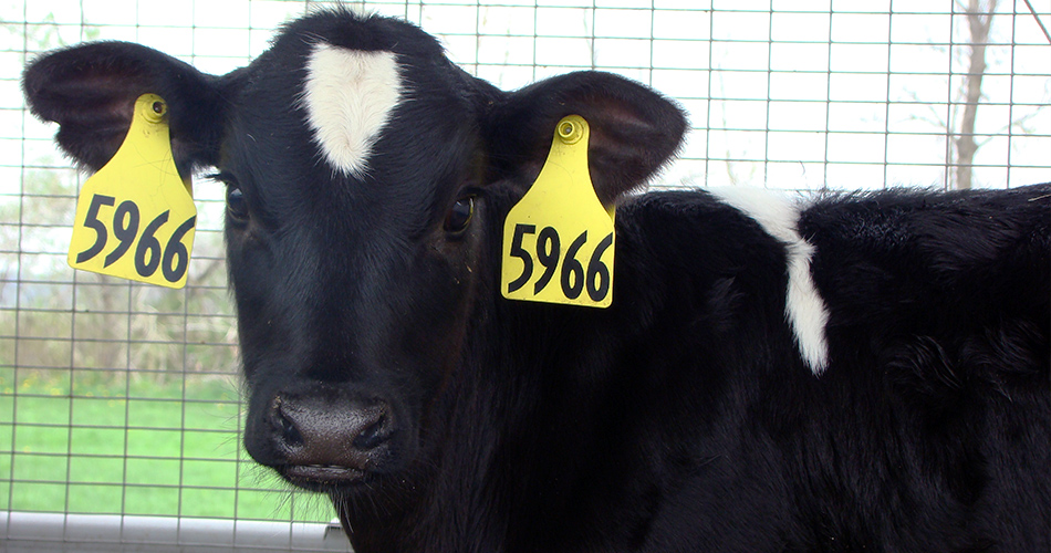 Cows to now have birth certificate in Uganda     