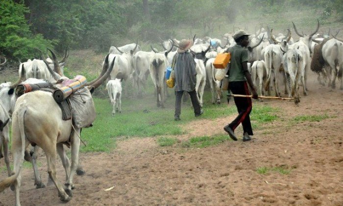 Only herdsmen with families allowed to graze in South-East – Miyetti Allah