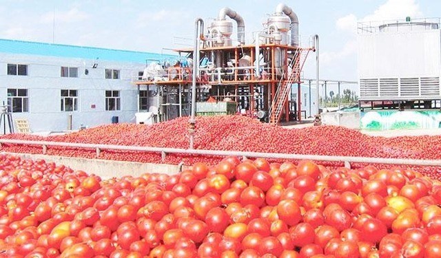 Dangote’s tomato processing factory shut down a second time