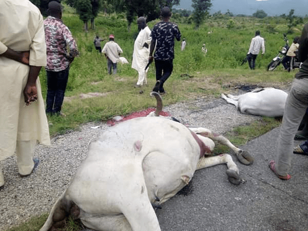 Lightning kills 8 cows in Ondo for the second time