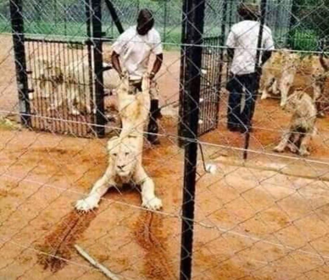 Escaped lion at Kano zoo cage, captured
