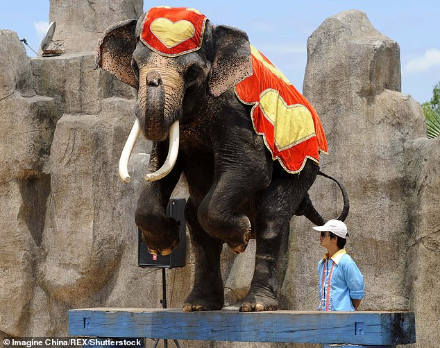 Sexually aroused elephant tramples keeper to death in China zoo