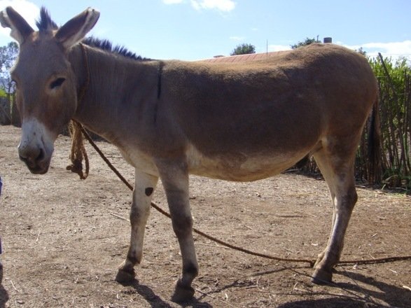 Donkeys used to convey pregnant women to hospitals in Bauchi