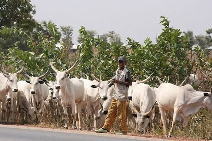 Cattle destroy rice farm worth N17m in Enugu