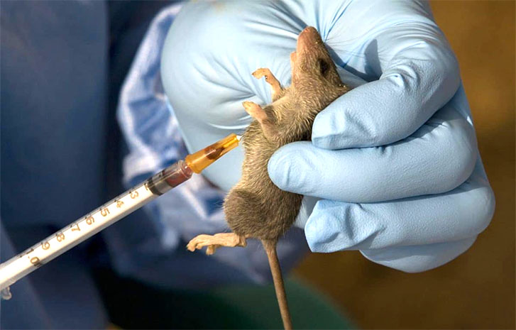 Lassa fever cases hit 973 as death toll hits 188