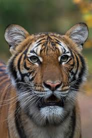 Tiger tests positive for coronavirus New York Zoo