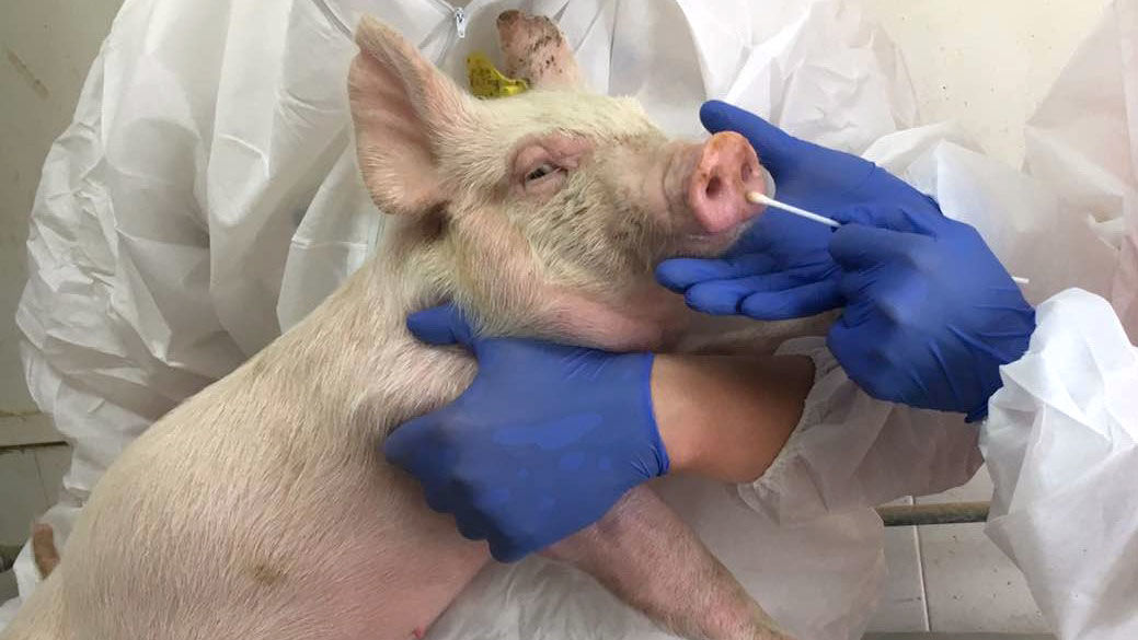 Flu with potential human pandemic found in Chinese pigs