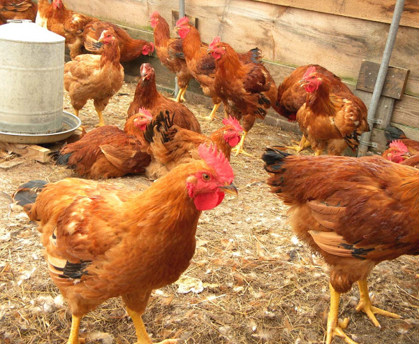 High cost of poultry feed forces chickens to skip meals
