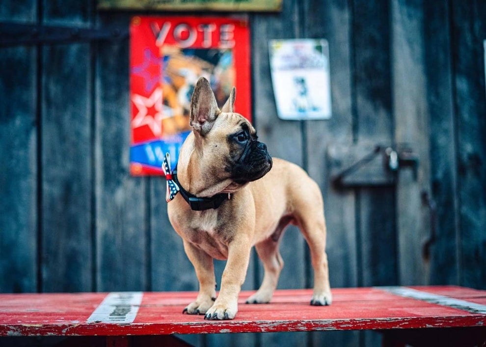Dog elected mayor in northern Kentucky