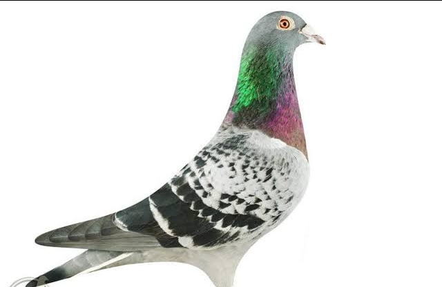 Meet world’s most expensive racing pigeon worth $1.5m with its own bodyguards