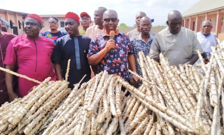 Anambra lawmaker distributes cassava stems to constituency members