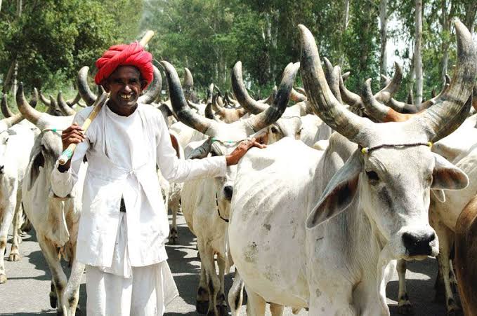 Herdsmen on the run as Amotekun operatives arrest 100 cows in Ondo