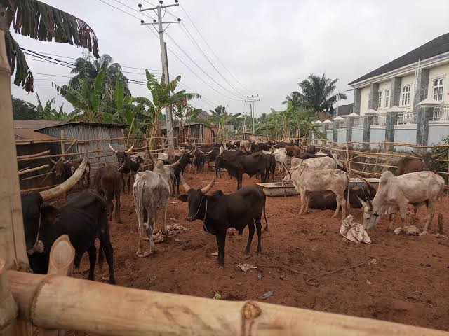 Cow fest as Innoson boss receives 109 cows donation for his mum’s burial today 